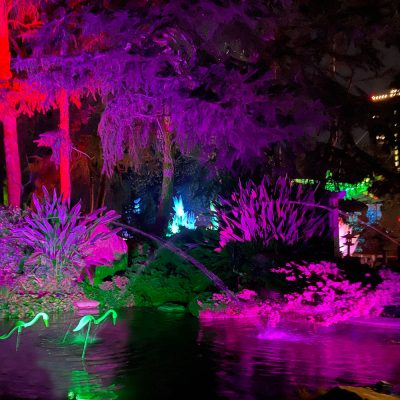 storks_IMG_6818_crop